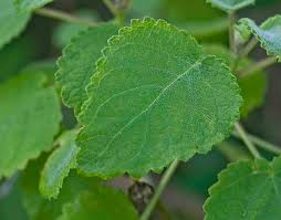 Image result for Tetradenia