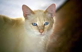 When your cat holds her tail high in the air as she moves about her territory, she's expressing confidence and contentment. My Cat Is Fiv Positive What Can I Do To Help Her Live A Long Life Truth About Pet Food