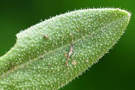 Image result for Turritis