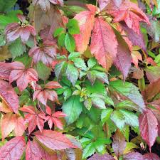 Image result for Parthenocissus