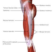 They originate at the ilium (upper part of the pelvis, or hipbone) . Thigh Concise Medical Knowledge