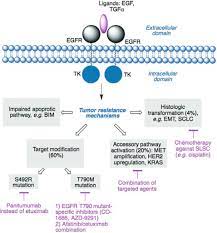 Sunitinib An Overview Sciencedirect Topics