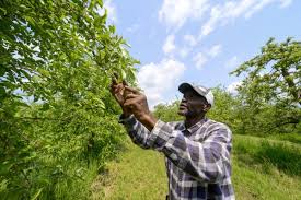 Federal assistance sought for northeastern vineyards, orchards hit by late  frost