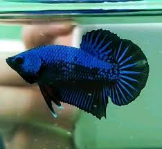 Blue Samurai Betta Fish Pet Fish