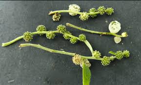 Image result for Urticaceae