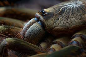 Image result for Centema subfusca