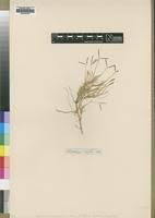 Image result for Cynodon incompletus