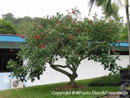 Image result for Erythrina fusca