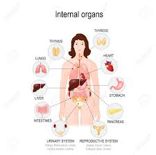 Internal body parts of woman. Internal Organs Of The Human Body Vector Diagram For Medical Educational And Scientific Use Royalty Free Cliparts Vectors And Stock Illustration Image 129344350
