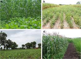 Pigeons can be a pest regardless of where your house is. Innovative Agronomic Practices For Sustainable Intensification In Sub Saharan Africa A Review Springerlink