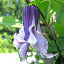 Single flowers have four sepals and a central arrangement of stamens and. Gardenimport Mrs Harvey Detailed Information Clematis Tuin Klimplanten