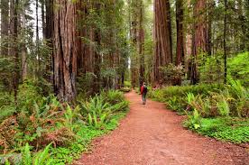Maybe you would like to learn more about one of these? Redwood National And State Parks California Recreation Gov