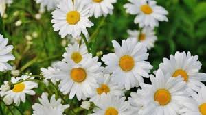 The fruit is not ornamentally significant. 14 Tips To Make Caring For Shasta Daisies A Breeze