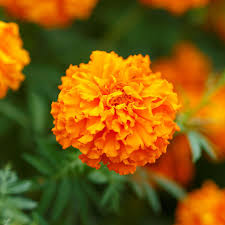 Maybe you would like to learn more about one of these? African Marigold Seeds Hawaii Flower Seeds In Packets Bulk Eden Brothers