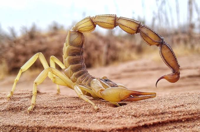 Scorpions reinforce their most lethal weapons with metal | Science | AAAS