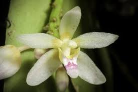 Image result for Rhipidoglossum pusillum