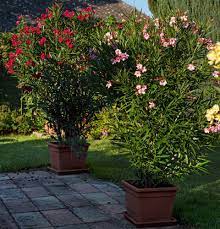 We did not find results for: Laurier Rose En Pot Conseils De Culture Et Entretien