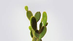 Affordable and search from millions of royalty free images, photos and vectors. Cactus Wallpapers Top Free Cactus Backgrounds Wallpaperaccess