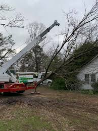 Hire the best tree services in memphis, tn on homeadvisor. About Us Curb Appeal Tree Services Memphis North Ms