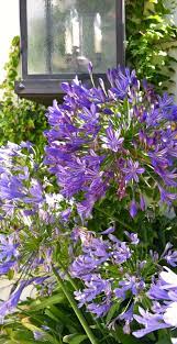 Agapanthus My Favourite Or Maybe Hydrangea Is My Favourite African Plants South African Flowers Beautiful Flowers