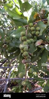 Image result for Pappea capensis