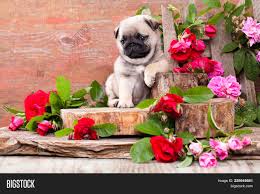 What you need to know is that these images that you add will neither increase nor decrease the speed of your computer. Pug Puppy Flowers Image Photo Free Trial Bigstock