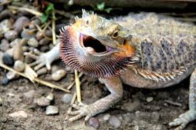 All you need is a container or use the sink in the kitchen. What Not To Feed Bearded Dragons 21 Things Wildlife Informer