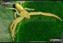 I thought it might be a green huntsman spider, but i'm just not here are the pictures below. Green Crab Spider Misumessus Oblongus