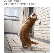 웃음지뢰 귀여운 동물짤 웃긴짤 모음 네이버 블로그 2020 웃긴 동물 사진 재미있는 고양이 사진 고양이
