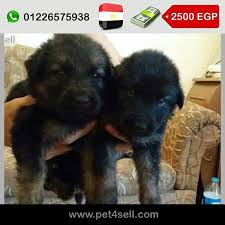 مصر كفر الدوار اخر دكر ونتايه جيرمن شيبرد ديل لارض وش مفحم خشب عريض تقليب عالى صور الاهالى موجوده وفيديو ليهم كمان Pet4sell Dogs Animals Cute