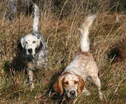 Llewellin setter puppies for sale. Breed Profile The Llewellin Setter