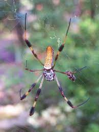 Banana Spiders Making A Big Comeback Appearance This Year Bill Finch Al Com
