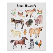 Farm Animals Education Learning Classroom Poster Zazzle Com Classroom Posters Farm Animal Nursery Animal Education