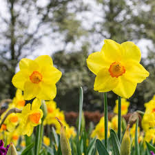 Image result for Daffodil Yellow 1959 Plymouth