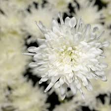 Image result for Chrysanthellum indicum