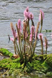 Image result for Podostemaceae