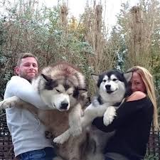 The loyal and bold alaskan malamute is a large breed that's always up for an adventure and is generally friendly with everyone they meet. Alaskan Malamute Puppies For Sale Uk Champion Pets Lovers