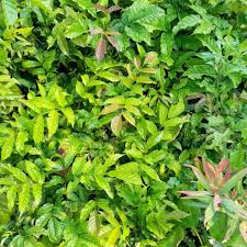 Image result for Markhamia lutea