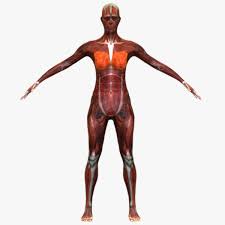 Female Muscular Anatomy 3ds 3d Anatomy Muscular System Human Male