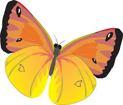 Butterfly Png Image Borboleta Png Borboleta Png
