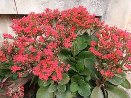 Image result for Kalanchoe