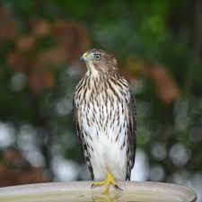 Eagle bird bird of prey. Opinion Hawk Lizard Mole Human The New York Times