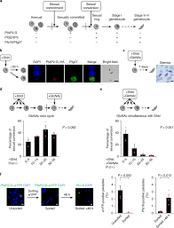 Malaria has a disproportionately negative impact on human health because its causal protozoan parasites are adept at changing their genomes to evade antimalarial drugs and the human immune system. Revisiting The Initial Steps Of Sexual Development In The Malaria Parasite Plasmodium Falciparum Nature Microbiology