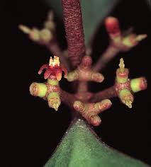 Image result for Plicosepalus amplexicaulis