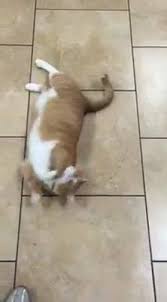 We are a 24 hour emergency veterinary hospital with 4 additional satellites. Pet Care Center Veterinary Hospital Home Facebook
