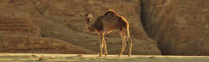 The Camel Stichting Dalel