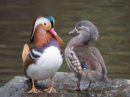 Check spelling or type a new query. Mandarin Duck Wikipedia