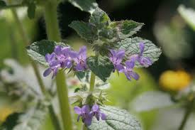 Image result for Mesosphaerum suaveolens