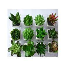 About 28% of these are artificial plant, 1 a wide variety of fake succulent plants options are available to you, such as material, plant type. Plastic Artificial Cactus Fake Succulent Plant Id 11643889333