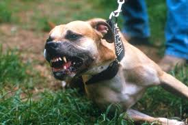 Theo nhận định ban đầu của thú y, con chó này là chó đực, giống pitbull dòng đại, nặng 52 kg, khoảng 2 năm tuổi. Má»¹ Cáº·p Cho Pit Bull Cáº¯n Cháº¿t NgÆ°á»i Phá»¥ Ná»¯ Hang Xom Ä'em Giang Sinh